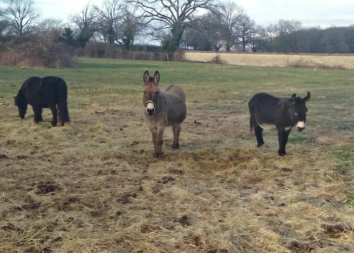 Prázdninový dům Ancienne Bergerie Restauree Avec Animaux Acceptes - Fr-1-489-13