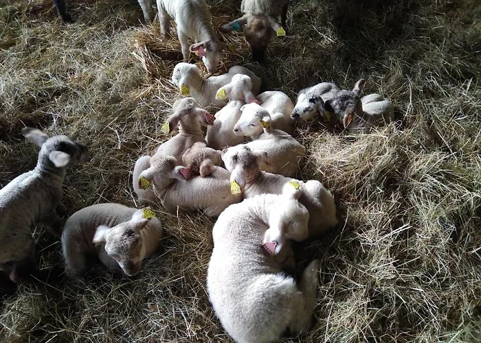 Prázdninový dům Ancienne Bergerie Restauree Avec Animaux Acceptes - Fr-1-489-13 *